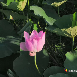 荷花盛开乡村美 农旅融合促振兴