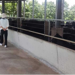 走进商丘，河农大学子参观牛场