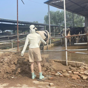 走进奶牛场，了解奶牛生产