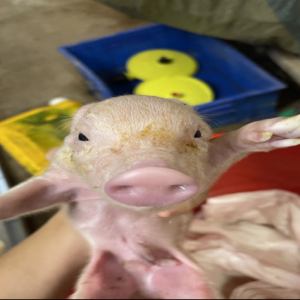 深入一线，为猪的生产保驾护航