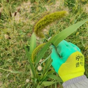 绿意永存，牧草种植