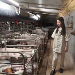 猪场实习历风雨，实践路上显身手