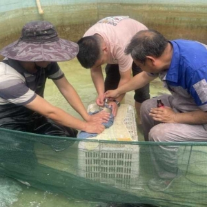 创新鲤鱼繁殖，科技赋能水产
