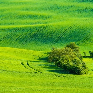 巩义市河洛志愿者协会开展为烈士墓碑“描金”志愿服务活动